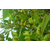 供应八角苗和茴香苗和广西八角树简介缩略图1