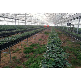 蔬菜玻璃温室-重庆玻璃温室大棚-科农温室信赖推荐