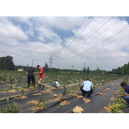 环保耐腐蚀防草地布-日月升包装-徐州防草地布