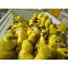 鹅苗孵化厂-春发畜禽养殖(在线咨询)-鹅苗