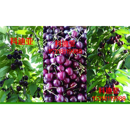 吉塞拉樱桃树供应-泰安传利家庭农场-11公分吉塞拉樱桃树供应