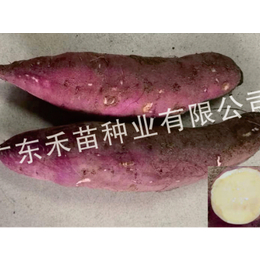 普薯32品种-禾苗种业红薯种苗-盘锦普薯32种