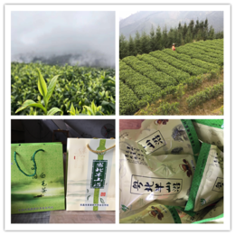 广东绿茶的净度的色泽茶色茶香香气宜人的广东绿茶品