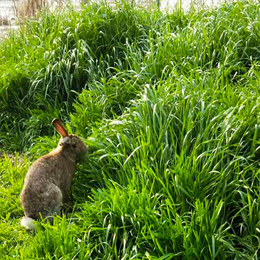 比利时兔回收-湘西比利时兔-宏盛养兔厂(查看)