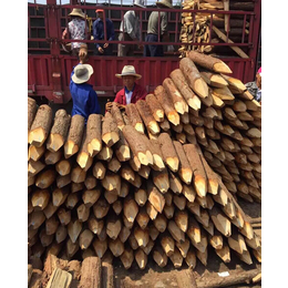 小查木业(图)-护坡杉木桩制作-泰州护坡杉木桩