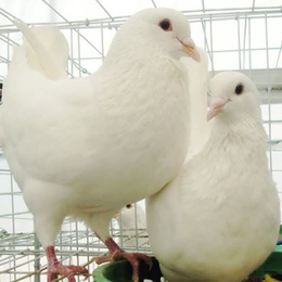 黔南肉鸽-兴利动物租赁长年承接-肉鸽养殖