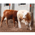 犊牛出售基地-黄山犊牛出售-池州畜源牧业缩略图1