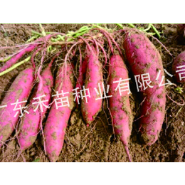 湛江大的红薯育苗-红薯育苗-禾苗种业