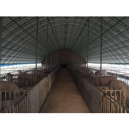 晋城养猪大棚、华牧养殖设备质量好、冬暖式养猪大棚