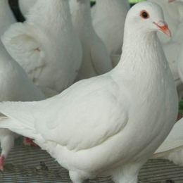 兴利动物租赁(在线咨询)-萍乡肉鸽-肉鸽养殖技术