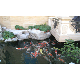 园林锦鲤池多少钱-轩海水族-台州园林锦鲤池