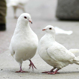 梧州肉鸽-兴利动物租赁长年承接-肉鸽养殖