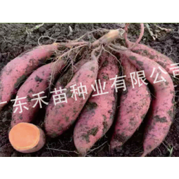 鄂尔多斯脱毒红薯种苗-脱毒红薯种苗基地-禾苗种业(推荐商家)