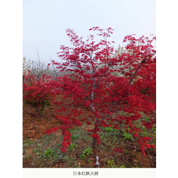 日本红舞姬的养殖方法-日本红舞姬-舜枫农林