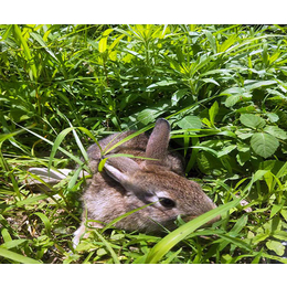 比利时兔养殖-宜昌比利时兔-宏盛养兔厂