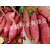 红薯种苗脱毒-禾苗种业红薯种苗-乌兰察布脱毒红薯种苗缩略图1