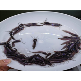 西藏塘角鱼苗养殖- 活泼水产*-塘角鱼苗养殖报价