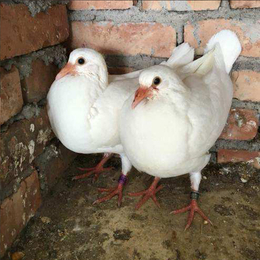 肉鸽养殖场-惠州肉鸽-兴利动物租赁(在线咨询)