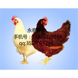 永泰种禽(多图)-蛋鸡养殖场-大连蛋鸡