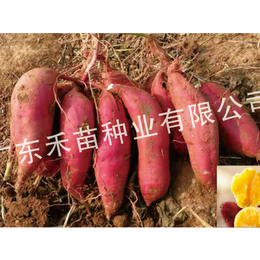 脱毒普薯32种哪里有-宜春普薯32种-禾苗种业脱毒红薯种苗