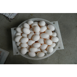 中鹏农牧种鸽基地(多图)-鸽子蛋营养-威海鸽子蛋
