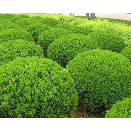 晋中绿化树苗-山西雅仕阁园林工程-绿化树苗批发市场