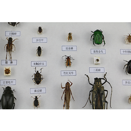 天敌害虫昆虫标本-昆虫标本-雨林教育(查看)