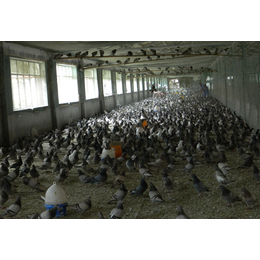 商品鸽价格-中鹏农牧种鸽养殖基地-青海商品鸽