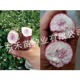 淀粉*红薯种苗-禾苗种业(在线咨询)-大兴安岭地区红薯种苗