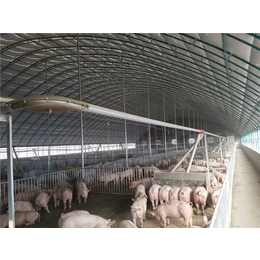 温室养猪大棚-腾鑫畜牧支持定做-温室养猪大棚价格