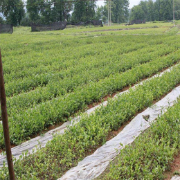 良种油茶树苗-油茶苗圃基地(在线咨询)-无锡油茶树苗