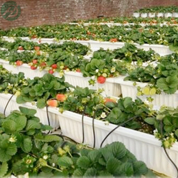 环保草莓立体种植槽价格-草莓立体种植架厂家