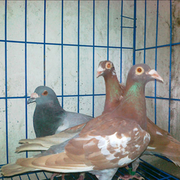 三门峡肉鸽-兴利动物租赁长年承接-肉鸽养殖场