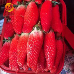 桃熏草莓苗-乾纳瑞农业-桃熏草莓苗基地