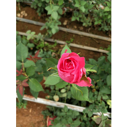 香槟玫瑰种植基地-楚雄香槟玫瑰-红瑞花业玫瑰苗批发