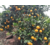 锦蜜冰糖橙苗种植-湖南千思农林(在线咨询)-锦蜜冰糖橙苗缩略图1