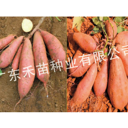 脱毒红薯种苗制作-禾苗种业红薯种-锦州脱毒红薯种苗