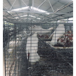 安徽肉鸽养殖前景-天明签订乳鸽回收协议-好品种肉鸽养殖前景
