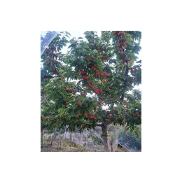 阿拉尔大樱桃树多少钱-吉塞拉樱桃苗培育基地