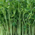 芽苗菜种植公司-小井食品(在线咨询)-山东芽苗菜种植缩略图1