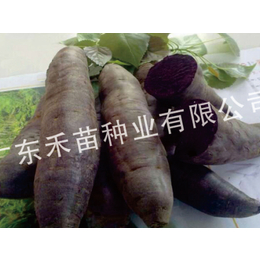 普暑32种植与产量-禾苗种业红薯种-衢州普薯32种