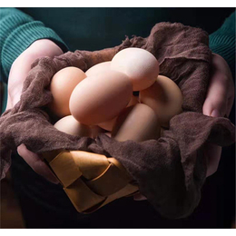阜阳鸡蛋散装高性价比的选择