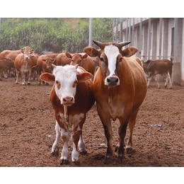 肉牛销售公司-焦作肉牛销售-池州畜源牧业公司(查看)