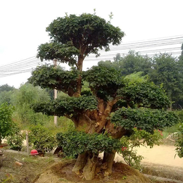 湖北红宇园林-超低价对节白蜡树桩价格-超低价对节白蜡树桩