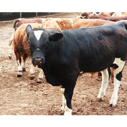 架子牛-畜源牧业发展有限公司-架子牛几个月能出栏卖