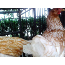 永泰种禽(在线咨询)-平凉种鸡-种鸡公司