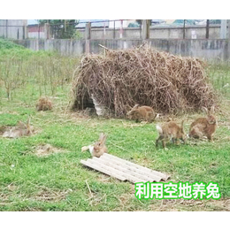 种兔养殖-黄冈种兔-宏盛养兔厂