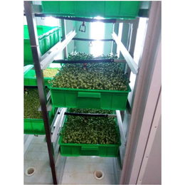 芽苗菜栽培机排行-青州迪生自动化设备