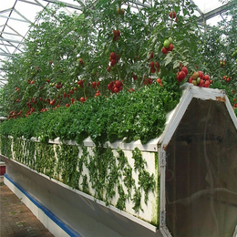 山东* 温室大棚养殖设备 多层式无土种植 瓜菜蔬菜种植篮