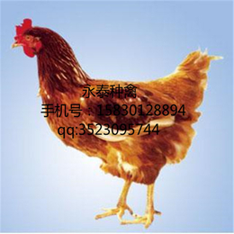 永泰种禽(在线咨询)-吉安蛋鸡-蛋鸡苗价格